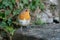 Robin sitting on wooden bench