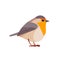 Robin is a small insectivorous passerine bird that belongs to the chat subfamily flycatcher family. Bird Cartoon flat