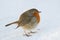 Robin in snow