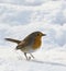 Robin in Snow