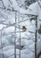 Robin on a snowy tree