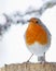 Robin in snowy weather