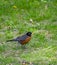 A Robin in spring on the grass in spring