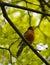 A Robin in spring perching on a branch