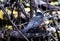 A Robin in spring from a rear view