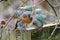 Robin standing on fence post