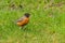 A Robin standing in a green lawn