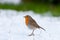 Robin standing in Snow