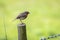 Robin standing on a wooden post