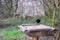 A robin swoops in as a blackbird feeds at a bird feeder