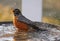 Robin taking a bath