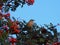 Robin Or Turdus Migrators Resting In Mountain Ash Or Sorbus Acuparia