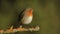 robin watches from the twig of an oak