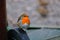 Robin on a wheel of my garden bin.