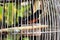 Robin, white rumped shama in the cage.