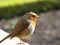 Robin in wind on stone wall