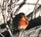 Robin in Winter Round and Fluffy