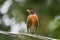 Robin on a wire