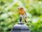 Robin with worms in its beak