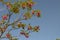 Robinia hispida on a background of blue sky