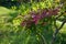 Robinia hispida \\\'Macrophylla\\\' blooms in May. Berlin, Germany