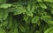 Robinia pseudoacacia or black locust green foliage