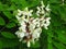 Robinia pseudoacacia. Blooming flowers of white acacia tree in a park in spring.