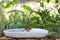 Robins in a bird bath while observing the surroundings