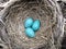 Robins eggs nest blue naturephotography