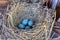 Robins nest in old tractor