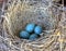 Robins nest in old tractor