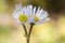 robins Plantain Wildflower Smoky Mountains National Park Tennessee Close Up Macro