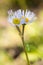 Robins Plantain Wildflower Smoky Mountains National Park Tennessee Vertical