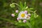 Robinâ€™s plantain â€“ Erigeron pulchellus