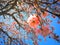 Roble de sabana tree,.magic tree blooming