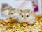 Roborovski hamster eating