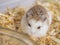 Roborovski hamster & x28;Phodopus roborovskii& x29;, desert hamster, Robo dwarf hamster, small rodent, pet, pet store