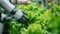 Robot arm machine harvesting hydroponic lettuce