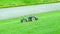 Robot automatic lawn mower mows the grass.