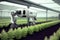 Robot farming harvesting agricultural products in greenhouse. Innovative futuristics technology and 5G smart farming concept.