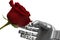 The robot gives flowers. Robot arm and live rose