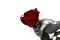 The robot gives flowers. Robot arm and live rose