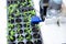 A robot in a greenhouse evaluates the quality of tomato seedlings using a sensor.