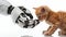 A robot hand gently touches a small ginger kitten with a finger.