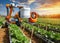 Robot harvesting system in vegetable field