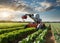 Robot harvesting system in vegetable field