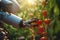 A Robot harvesting in vegetable garden field. AI Artificial Intelligence machine is picking fresh red tomatoes. Agricultural