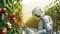 Robot humanoid is picking up apples in the orchard. Futuristic agricultural concept