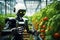 A Robot with intelligence take care of crops tomato in greenhouses