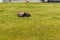 Robot lawn mower mows the grass in a city park